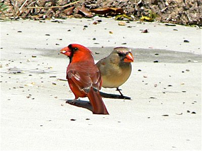 Photo of the Week - 12/19/2011 A pair of cardinals at Cape May National Wildlife Refuge. Credit: Laura Perlick / USFWS photo