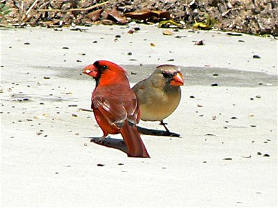 Photo of the Week - 12/19/2011

A pair of cardinals at Cape May National Wildlife Refuge.


Credit: Laura Perlick / USFWS