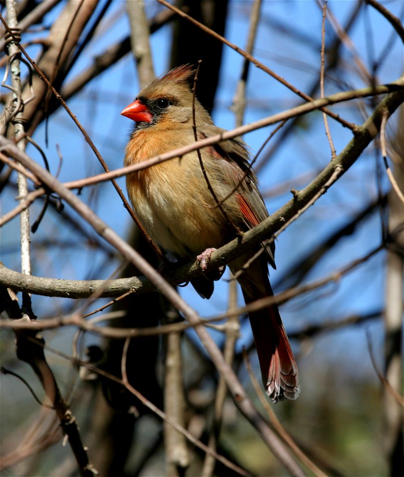 Female AnhingaNorthern Cardinal (Cardinalis cardinalis), in the Pinckney Island National Wildlife Refuge, South Carolina. photo