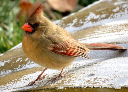 This female northern cardinal kept her eye on the camera on a sunny day at IO's Port Louisa National Wildlife Refuge. Jan. 20, 2012 Photo: Alex Galt, USFWS photo