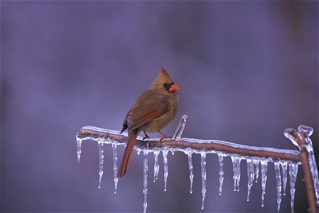 Female Northern Cardinal on Frozen Branch
