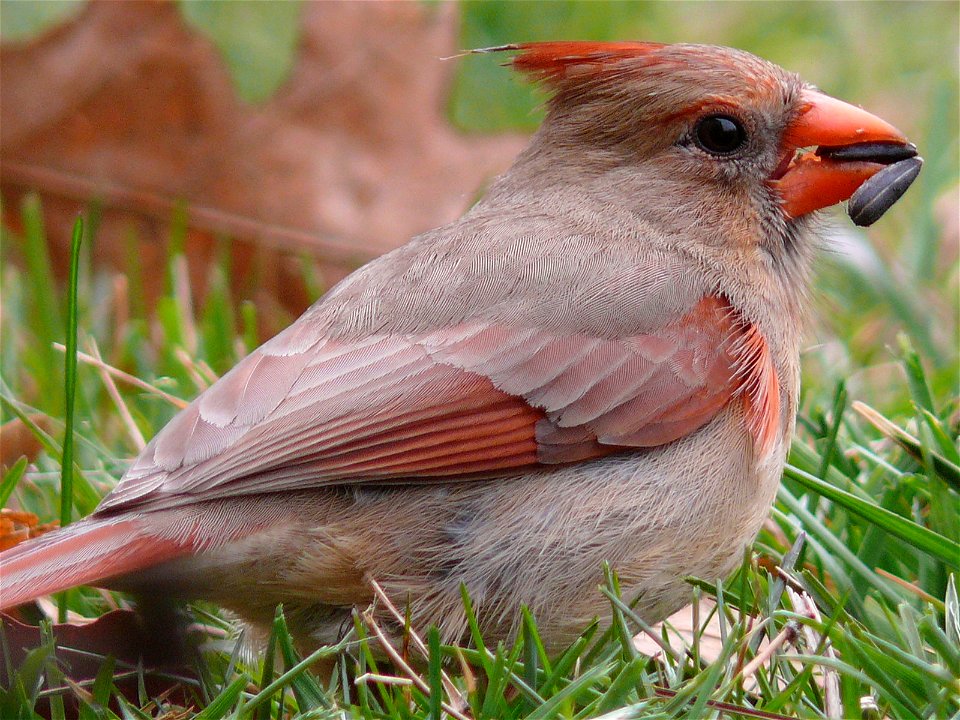 A female Northern Cardinal (Cardinalis cardinalis) eating a sunflower seed.Photo taken with a Panasonic Lumix DMC-FZ50 in Caldwell County, North Carolina, USA.