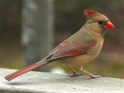 A female Northern Cardinal (Cardinalis cardinalis) on a wooden rail.Photo taken with a Panasonic Lumix DMC-FZ50 in Johnston County, North Carolina, USA. photo