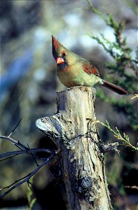 Northern cardinal-female photo