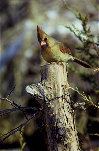Northern-Cardinal, Female
