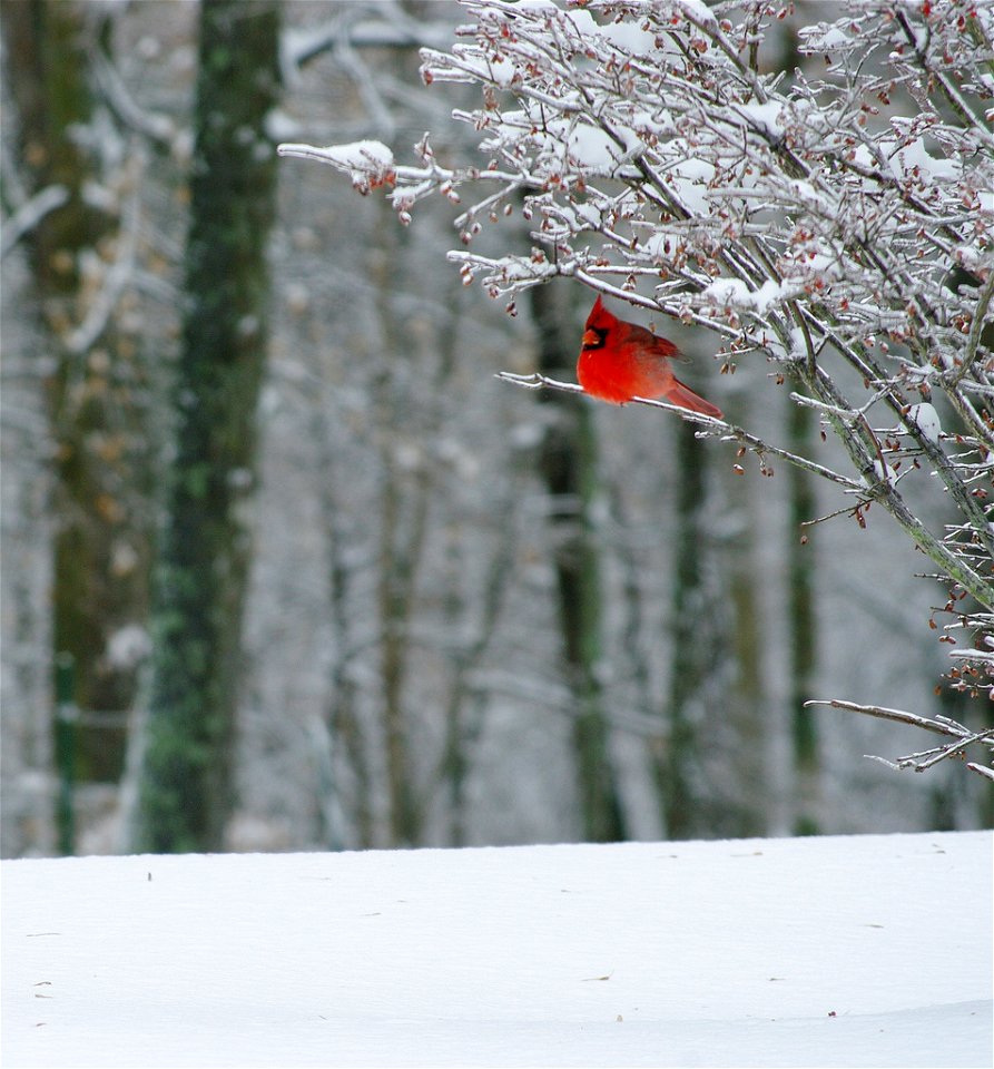 Muscatatuck National Wildlife Refuge, IN

Photo: Jolie B Studios, Creative Commons