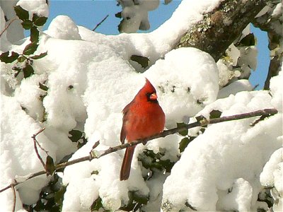 Cardinal on a snow-covered tree photo