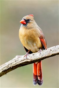 NPS | N. Lewis Though far less vibrant than the male, the female Northern Cardinal has a beauty all her own. (K0A4620) photo