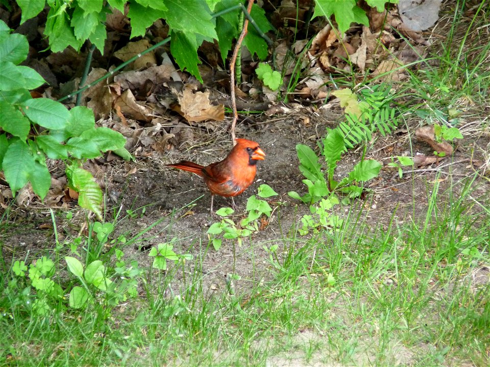 Cardinal rouge (mâle) - Cliché pris à Gatineau, Québec photo