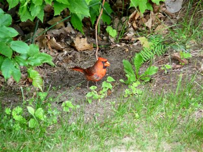 Cardinal rouge (mâle) - Cliché pris à Gatineau, Québec