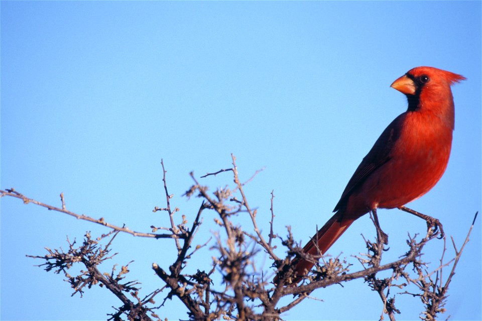 Cardinalis cardinalis NBII photo