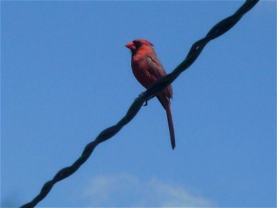 Male Northern Cardinal on a wire photo