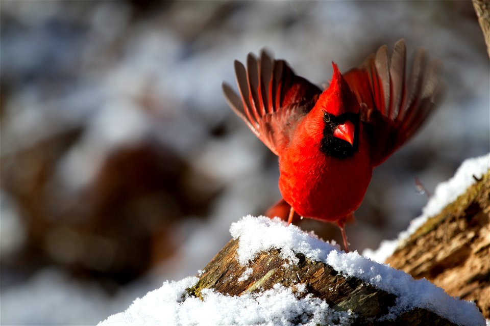 Male Northern Cardinal photo