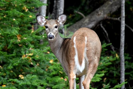 We spotted this curious white-tailed deer eating along a forest edge.

Photo by Courtney Celley/USFWS.