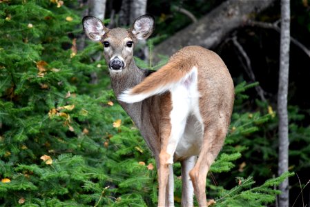 We spotted this curious white-tailed deer eating along a forest edge.

Photo by Courtney Celley/USFWS.
