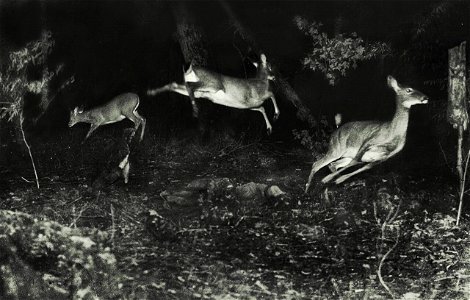 Three white-tailed deer flee in this earliest nighttime flash photograph taken in Michigan, date unknown. National Geographic photo