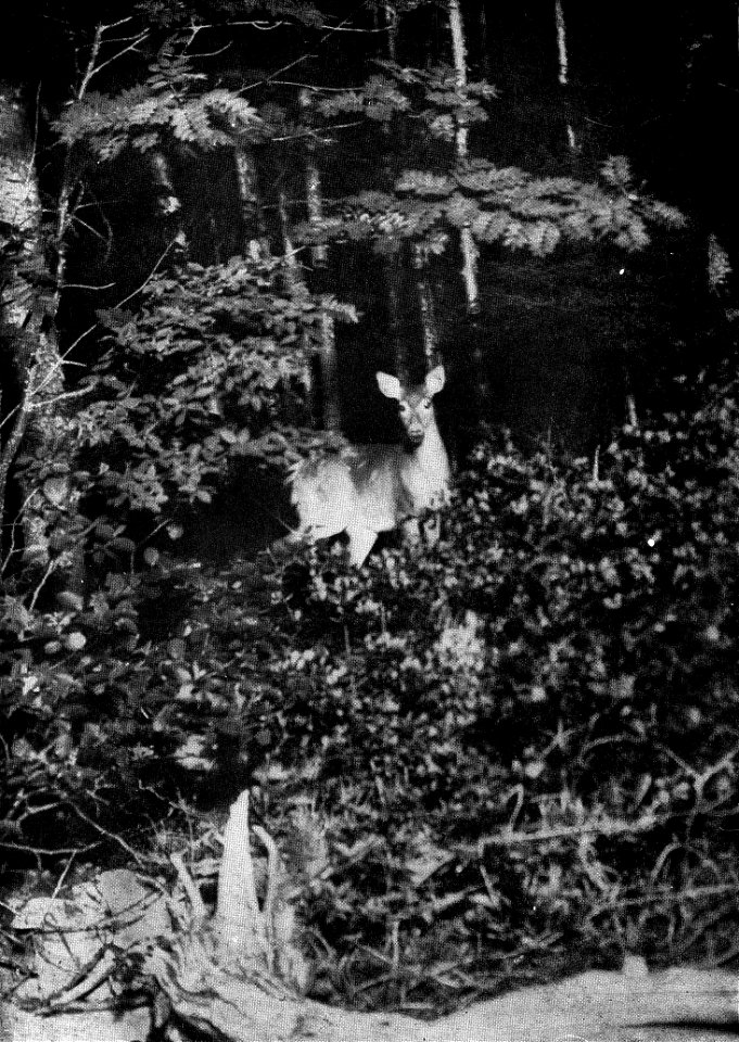 Deer taken by flashlight