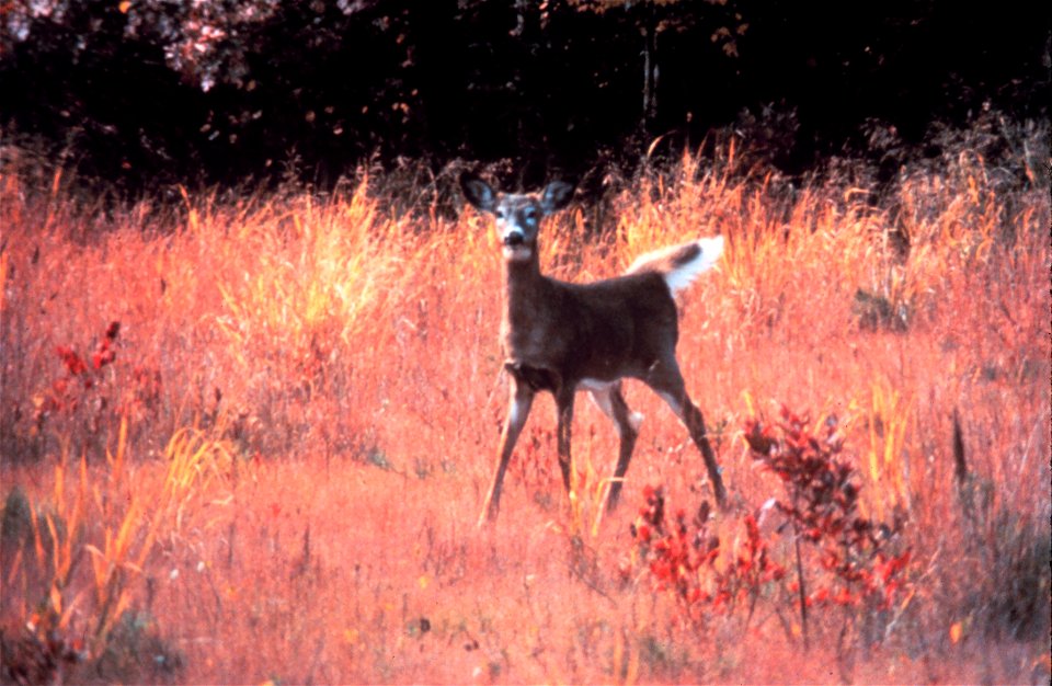Narragansett Bay National Estuarine Research Reserve White-tailed deer - Odocoileus virginianus. This common deer has its highest population density in Rhode Island on Prudence Island. The island supp