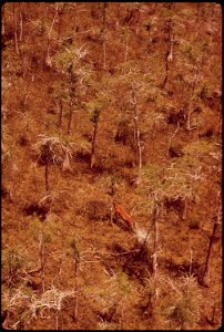 WHITE TAIL DEER IN BIG CYPRESS SWAMP