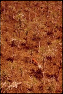 WHITE TAIL DEER IN BIG CYPRESS SWAMP photo