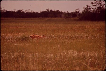 WHITE TAIL DEER IN EVERGLADES photo