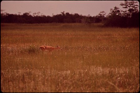 WHITE TAIL DEER IN EVERGLADES