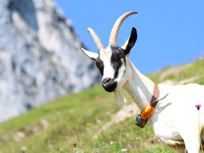 Switzerland look mountain goat photo
