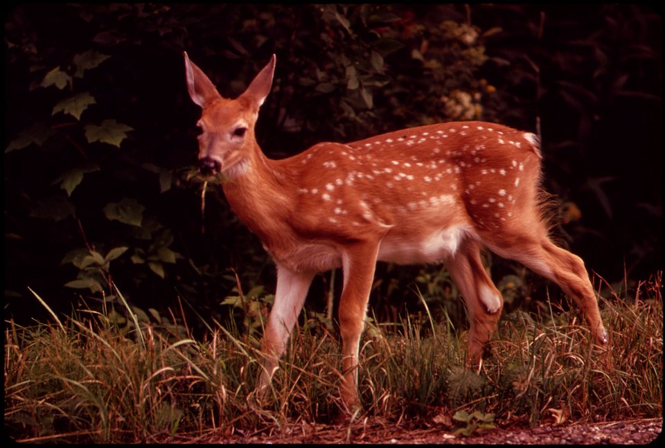 ALONGSIDE HIGHWAY 107, SOUTH OF TOMAHAWK, A DEER WATCHES FOR DANGER AS HE CHEWS SOME GRASS. THIS IS POPULAR DEER HUNTING COUNTRY