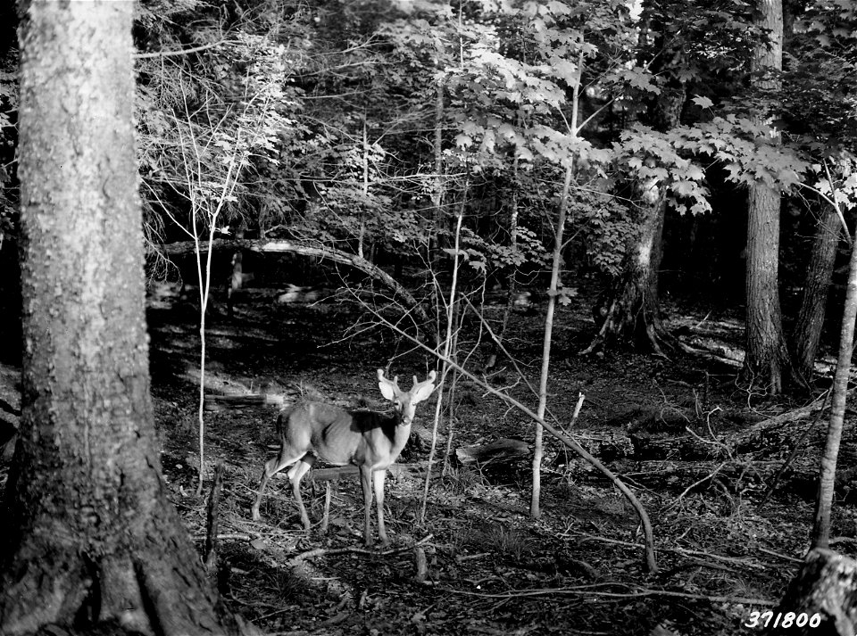 Photograph of a Buck