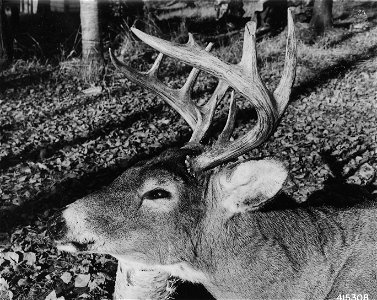 Photograph of Large White-Tailed Buck Deer photo
