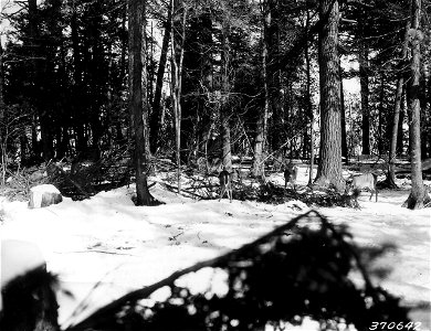 Photograph of a Group of Four Deer Feeding