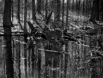 Photograph of Wading Deer photo