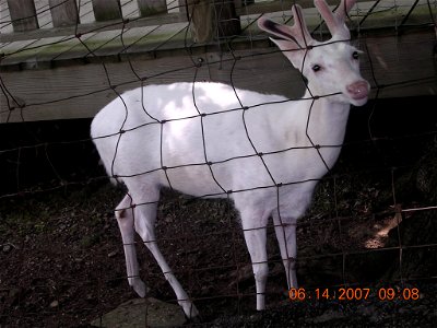 This is a photograph of an albino white-tailed deer (it's albino even if the eyes are black) that I recently took. photo