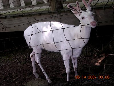 This is a photograph of an albino white-tailed deer (it's albino even if the eyes are black) that I recently took.