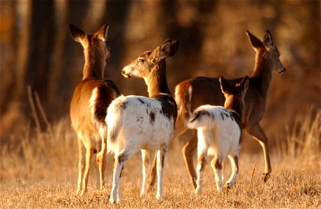 Image title: Herd of piebald deer mammals Image from Public domain images website, http://www.public-domain-image.com/full-image/fauna-animals-public-domain-images-pictures/deers-public-domain-images- photo