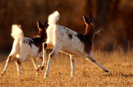 Image title: Piebald whitetail deer animals mammals odocoileus virginianus
Image from Public domain images website, http://www.public-domain-image.com/full-image/fauna-animals-public-domain-images-pic