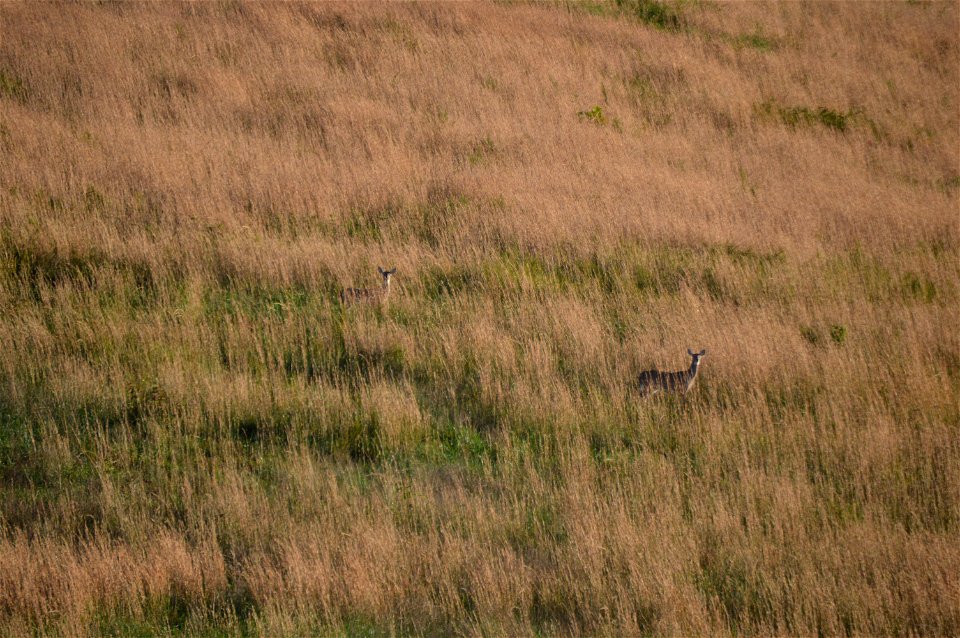 Two antlerless deer in tall grass along Bellville Road northeast of Stonewall Mills in Appomattox County, Virginia, United States.
