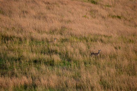 Two antlerless deer in tall grass along Bellville Road northeast of Stonewall Mills in Appomattox County, Virginia, United States.