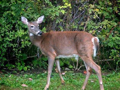 Image title: Deer female in wild Image from Public domain images website, http://www.public-domain-image.com/full-image/fauna-animals-public-domain-images-pictures/deers-public-domain-images-pictures/ photo