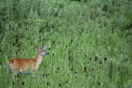 Image title: Deer (Odocoileus species) in lower left corner of image in field of teasel Dipsacus sylvestris
Image from Public domain images website, http://www.public-domain-image.com/full-image/fauna