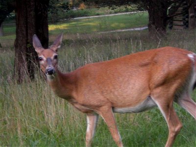 Taken by me in Valley Forge National Park, Pennsylvania, USA on August 25, 2007.