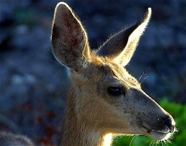Image title: Female white tail deer
Image from Public domain images website, http://www.public-domain-image.com/full-image/fauna-animals-public-domain-images-pictures/deers-public-domain-images-pictur