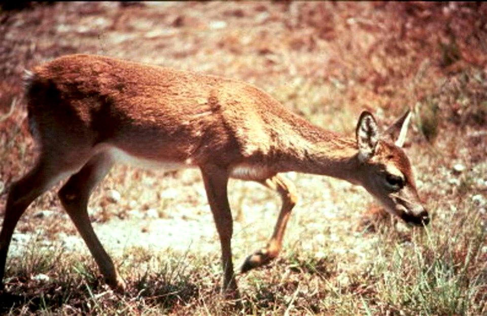 Image title: Key deer animal mammal odocoileus virginian clavium
Image from Public domain images website, http://www.public-domain-image.com/full-image/fauna-animals-public-domain-images-pictures/deer