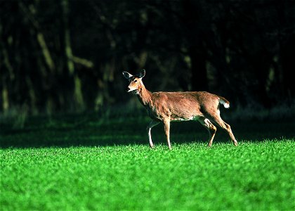 White-tailed deer in farm field. Manhattan, Kansas. photo