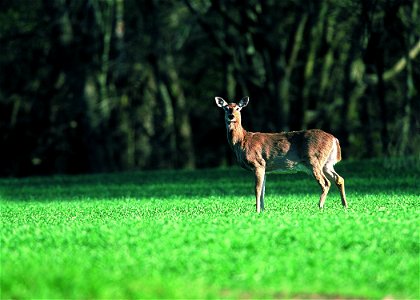 White-tailed deer in farm field. Manhattan, Kansas. photo