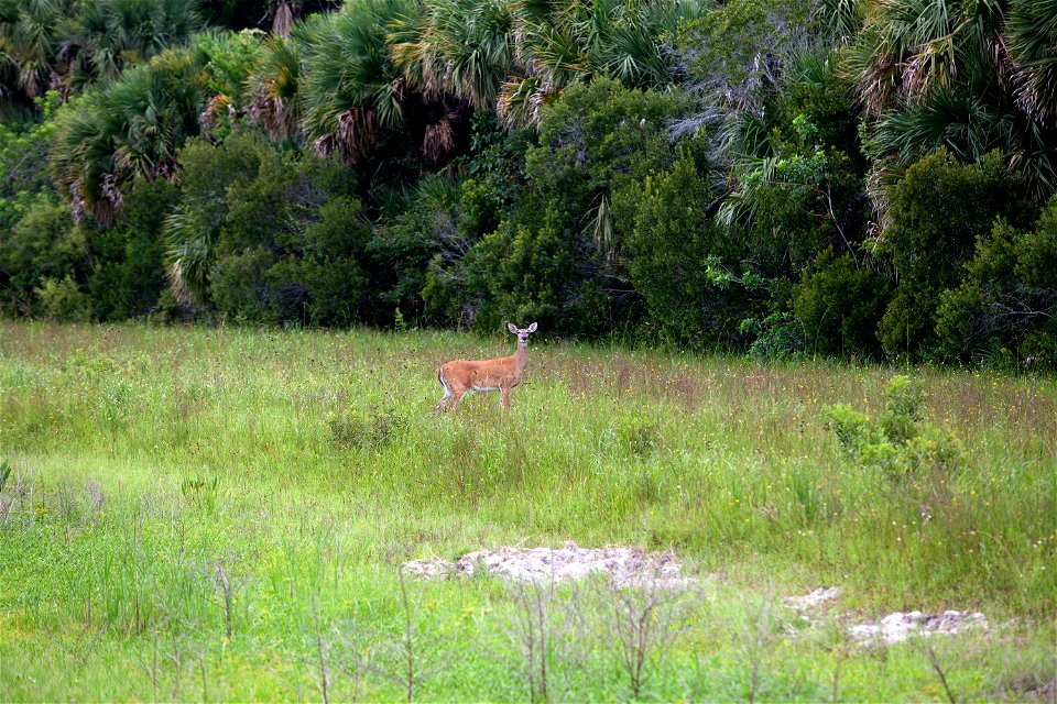 A Florida whitetail deer ventures out of the woods and into a grassy area at NASA’s Kennedy Space Center.
Kennedy shares a boundary with the Merritt Island National Wildlife Refuge. The Refuge encompa