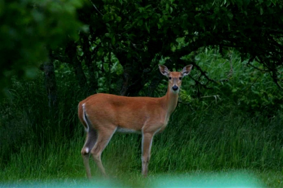 Image title: Odocoileus virginianus leucurus white tailed deer mammal
Image from Public domain images website, http://www.public-domain-image.com/full-image/fauna-animals-public-domain-images-pictures