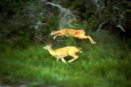 Image title: White tailed deers running odocoileus virginianus
Image from Public domain images website, http://www.public-domain-image.com/full-image/fauna-animals-public-domain-images-pictures/deers-