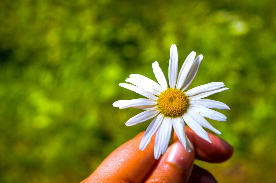 Blossom plant nature