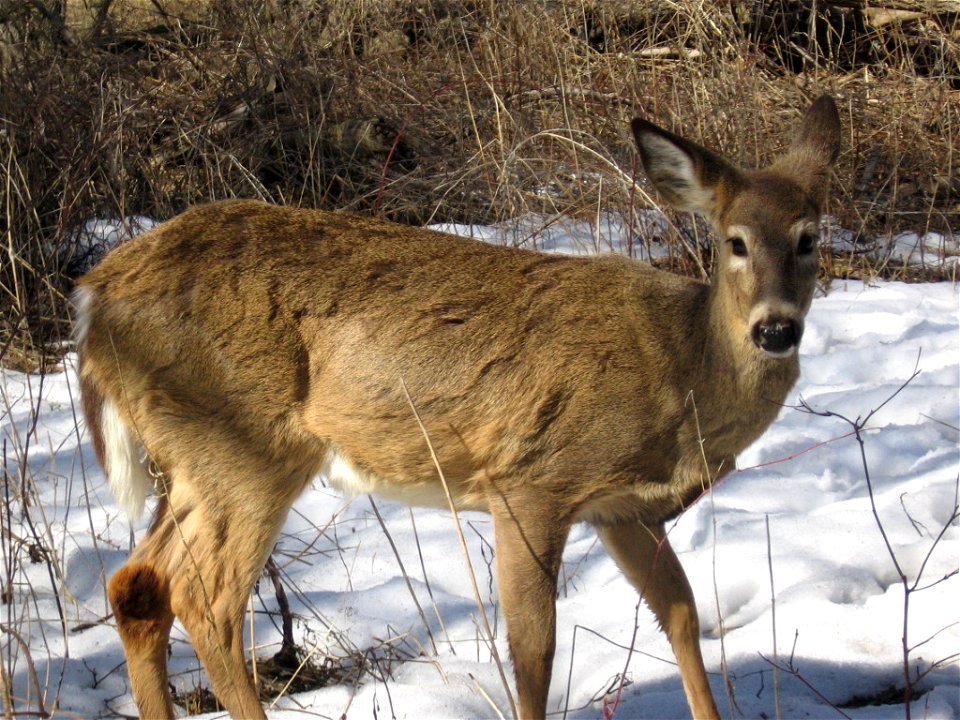 White-tail deer